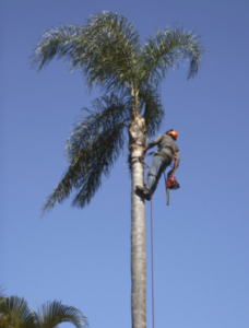 palm tree shaving Adelaide